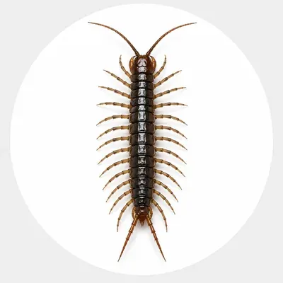 Centipede