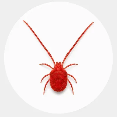 Clover mite