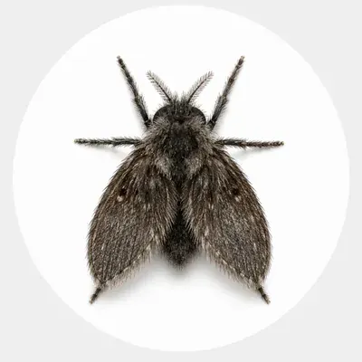 Drain fly close-up