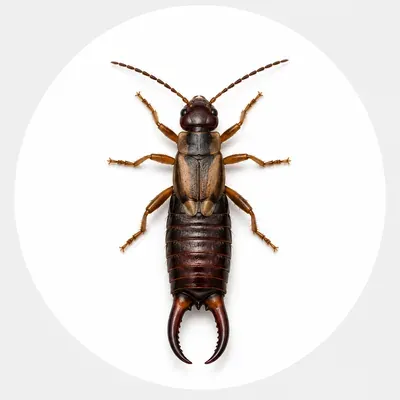 Earwig