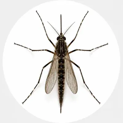 Mosquito close-up