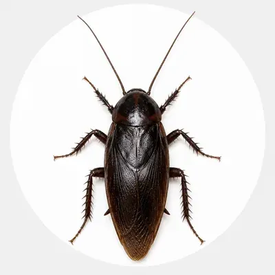 Cockroach close-up