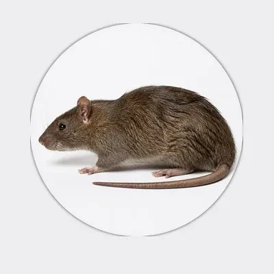 Rat