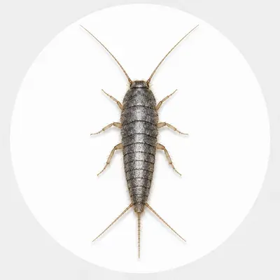 Silverfish