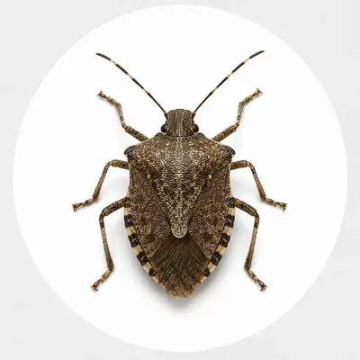 Stink bug