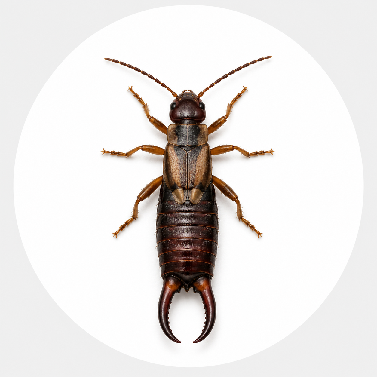 Earwig