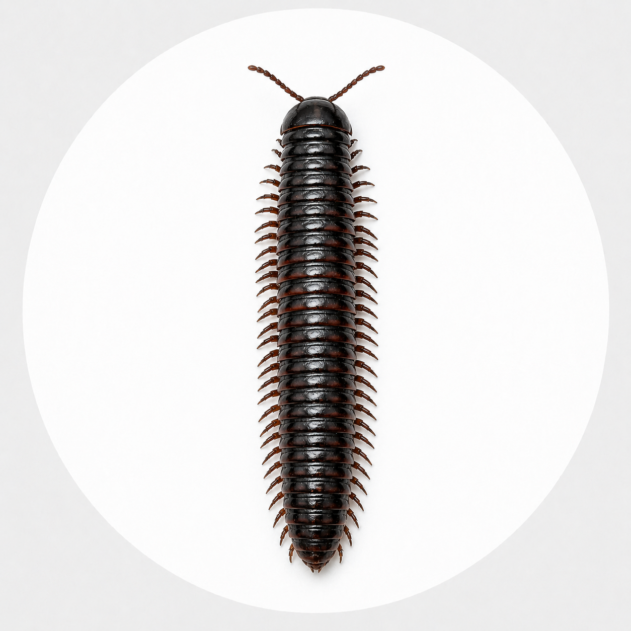 Millipede