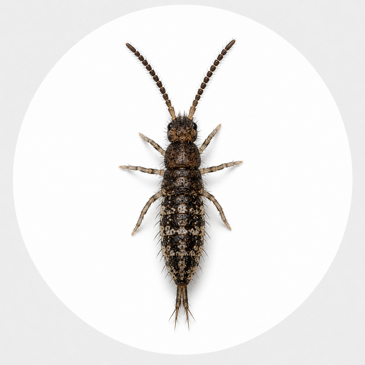 Springtail